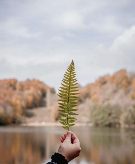 Acceil Leaf